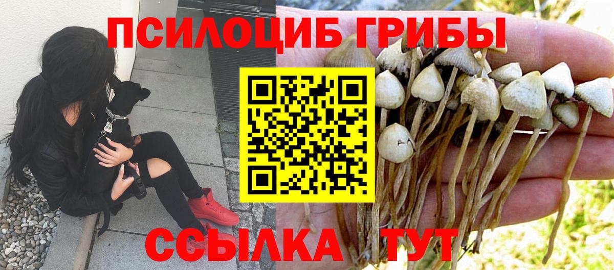 Галлюциногенные грибы Psilocybine cubensis Егорьевск